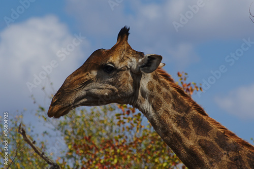 Close-up portrait of a giraffe eating leaves from the top of a tree. Kruger National Park  South Africa.