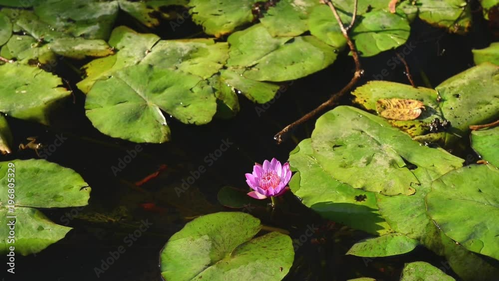 Beautiful group of lotus with vivid pink in swamp Beautiful group of lotus with vivid pink in swamp