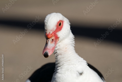 portret biało czarnej kaczki