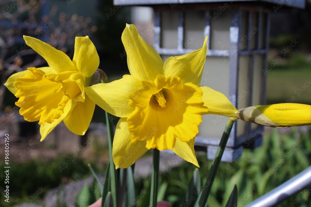 Obraz premium Daffodils bloom in the spring sunshine
