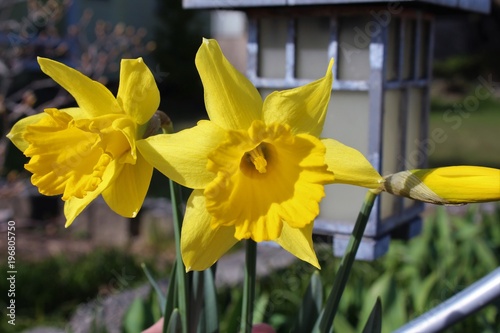 Fototapeta Naklejka Na Ścianę i Meble -  Daffodils bloom in the spring sunshine