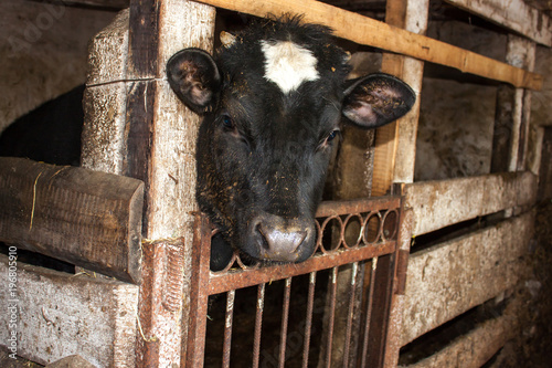 Calf in a dark barn