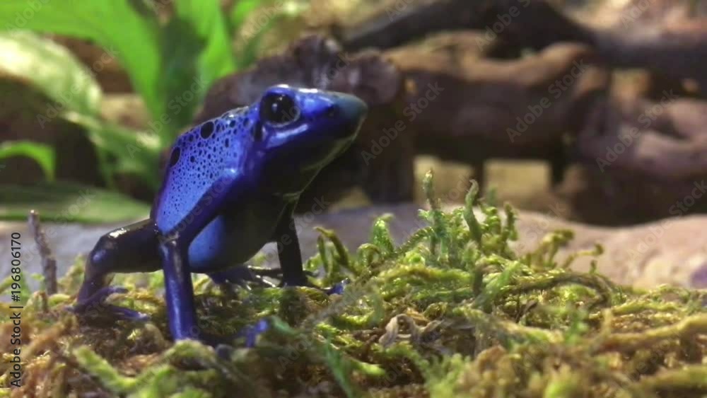 Blauer Pfeilgiftfrosch / Dendrobates Azureus