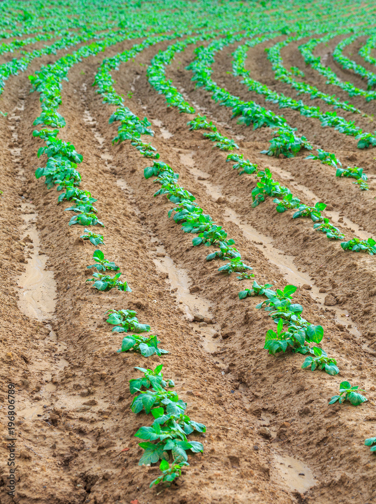 Growing plants sweet potatoes or also name (boniato, tropical sweet potato, Cuban sweet potato, batiste, camote, yam) in a red soil on a farmland. Concept farming, food production. Growing plants sweet potatoes or also name (boniato, tropical sweet potato, Cuban sweet potato, batiste, camote, yam) in a red soil on a farmland. Concept farming, food production.
