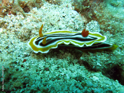 Gebänderte Sternschnecke (Chromodoris magnifica) © etfoto