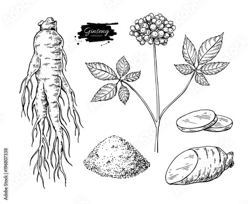 Ginseng vector drawing. Medical plant sketch. Engraved botanical photo