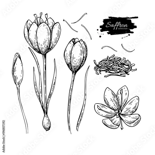 Saffron flower vector drawing. Hand drawn herb and food spice. photo