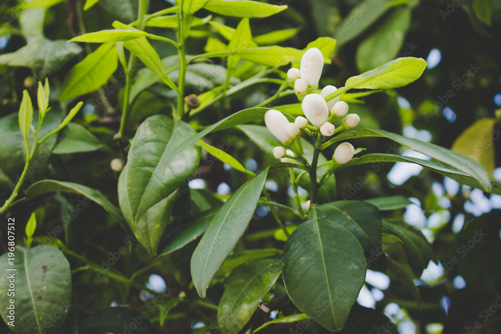 White flowers. White flowers of an orange tree.