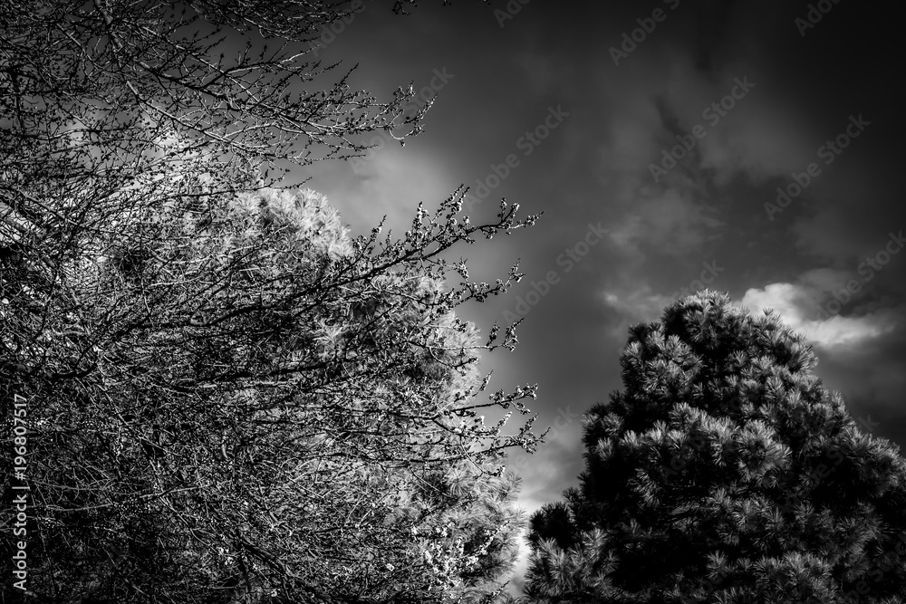 Infrared Trees and Skies Infrared Trees and Skies