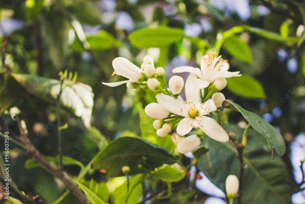 Fototapeta premium White flowers. White flowers of an orange tree.