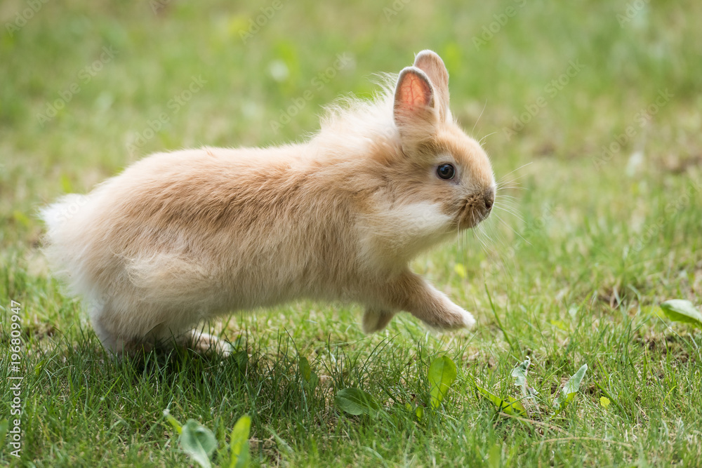 Baby Lionhead Rabbit (Bunny) runs on grass Baby Lionhead Rabbit (Bunny) runs on grass