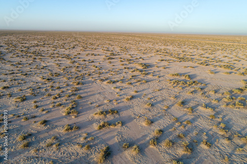 Haloxylon in Desert, Qom, Iran © sghiaseddin