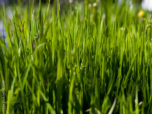green grass on a sunny spring day