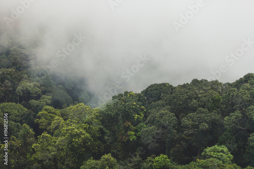 Tropical rainforest with mountain and mist in the morning at Doi Inthanon National park, Thailand. © Korradol