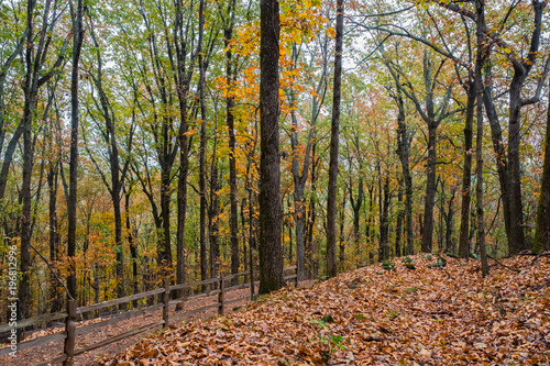 Fall foliage in Northern Georgia  USA