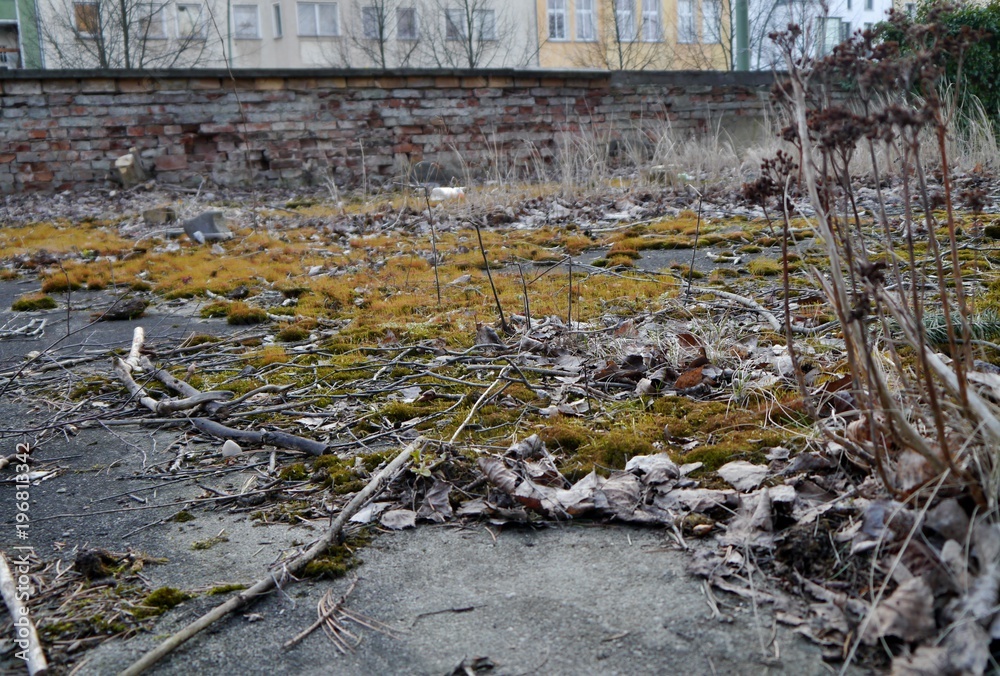 Obraz premium Zweige und Moss vor einer Mauer
