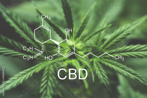CBD chemical formula Macro of a cannabis flower and marijuana macro