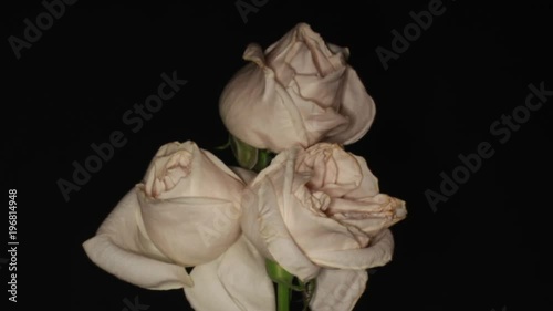 White Roses
