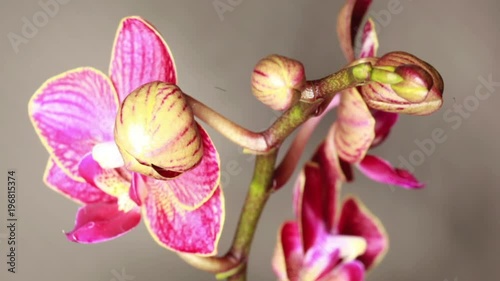 Orchids blooming