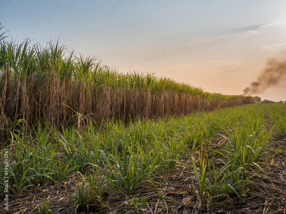 Sugar cane field with sunset sky nature landscape background.