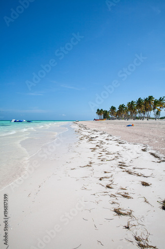 Tropical Beach with White Sand and Palm Trees  in Cap Cana  Dominican Republic