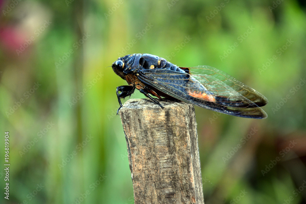The cicada is a kind of insect that produces a loud noise every morning in the forest, this insect sips the juice of the tree as its food The cicada is a kind of insect that produces a loud noise every morning in the forest, this insect sips the juice of the tree as its food