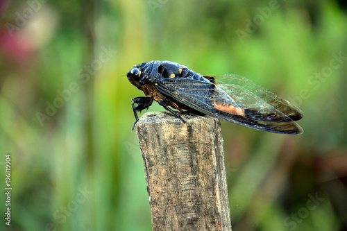 The cicada is a kind of insect that produces a loud noise every morning in the forest  this insect sips the juice of the tree as its food