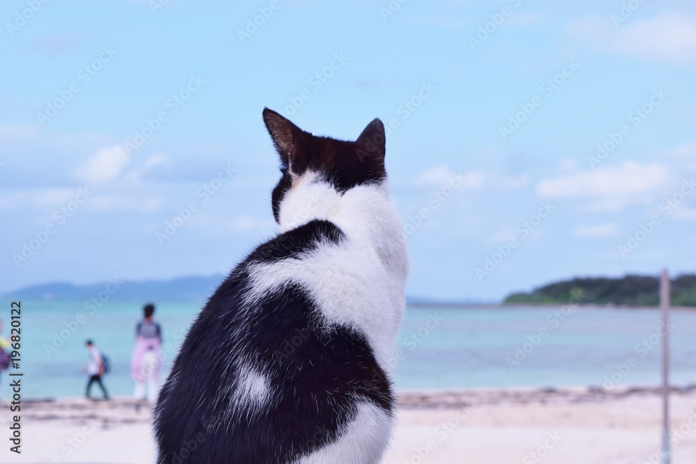 A Cat watching the sea A Cat watching the sea