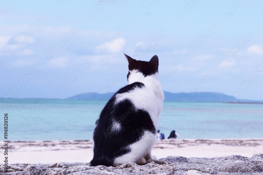 A Cat watching the sea
