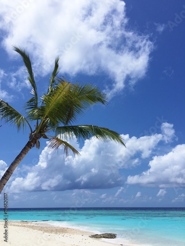 Fototapeta Naklejka Na Ścianę i Meble -  The beach with palm(Maldives)