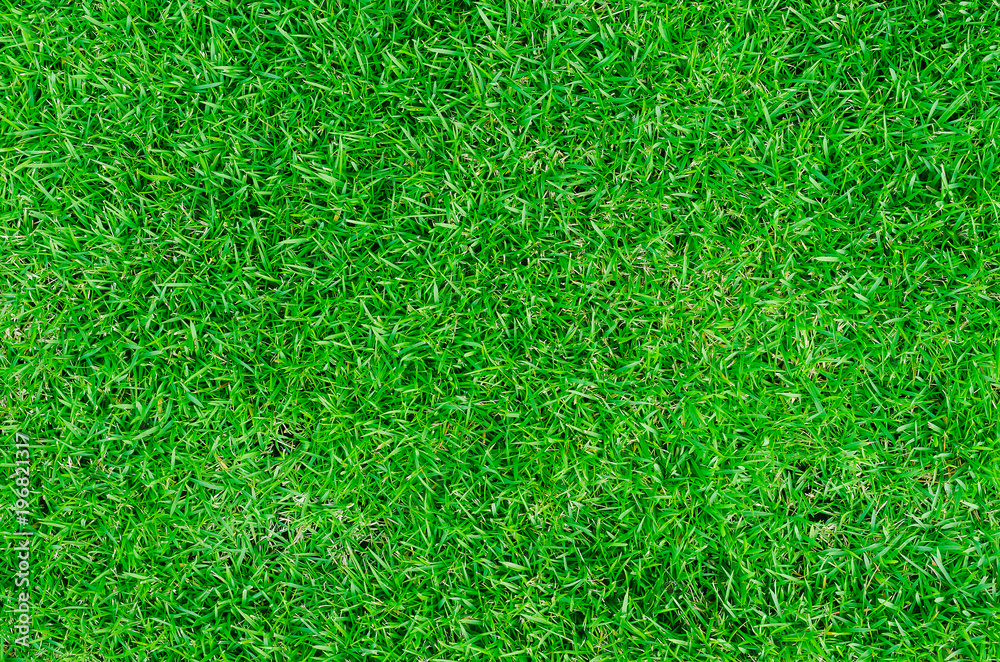 Green grass background Green grass background