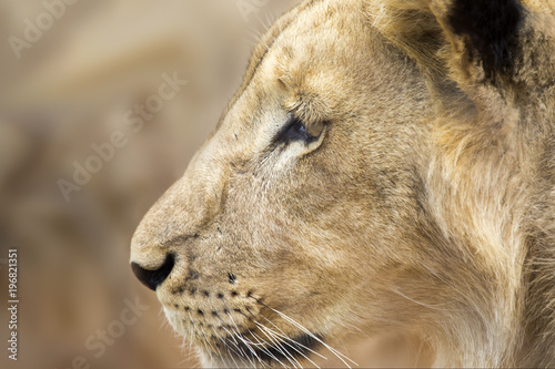 Fototapeta Naklejka Na Ścianę i Meble -  Lions of the grasslands of Africa.