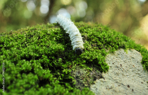 Fotografia chrysalis white walk