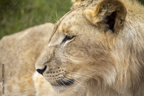 Fototapeta Naklejka Na Ścianę i Meble -  Lions of the grasslands of Africa.