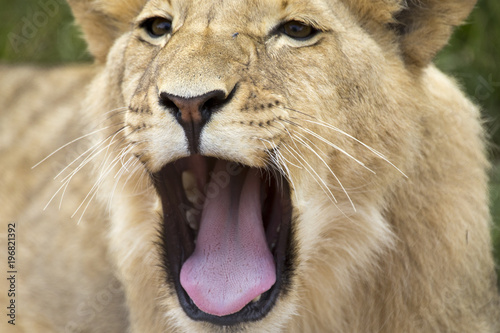 Fototapeta Naklejka Na Ścianę i Meble -  Lions of the grasslands of Africa.