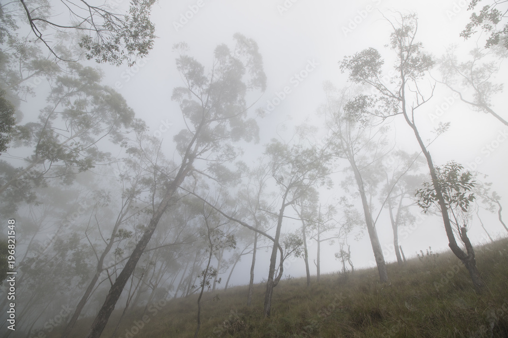 treking on a mountain through forest clif in a Misty morning treking on a mountain through forest clif in a Misty morning