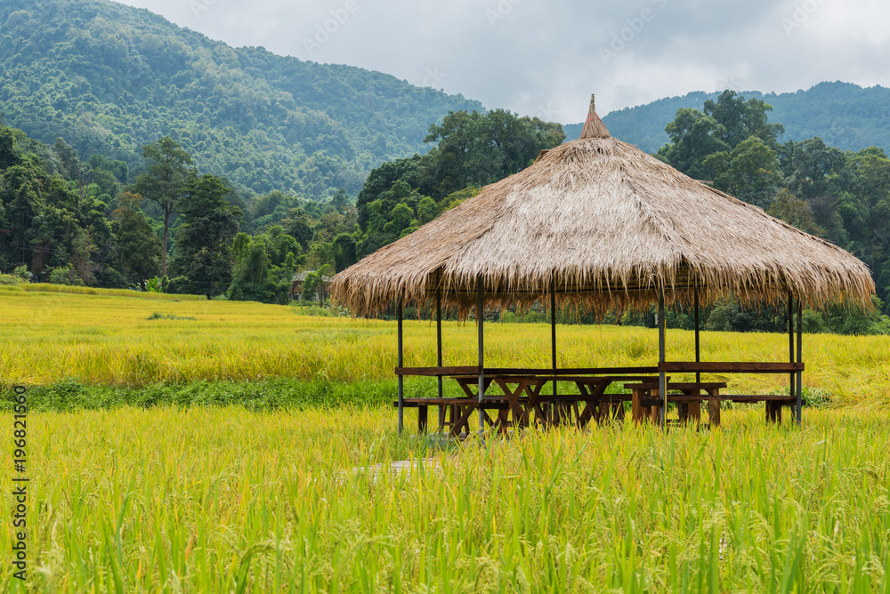 the golden rice field with hut and mountain. the golden rice field with hut and mountain.