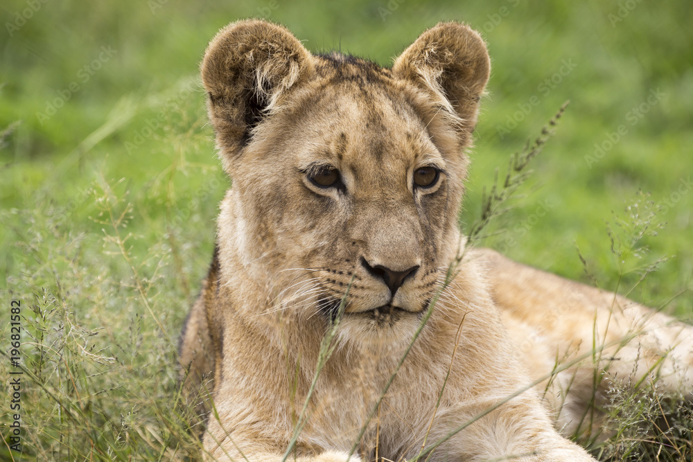 Lions of the grasslands of Africa. Lions of the grasslands of Africa.