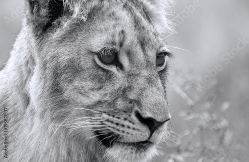 Fototapeta Naklejka Na Ścianę i Meble -  Lions of the grasslands of Africa.