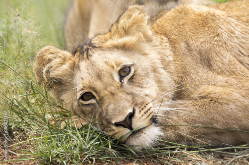 Fototapeta Naklejka Na Ścianę i Meble -  Lions of the grasslands of Africa.