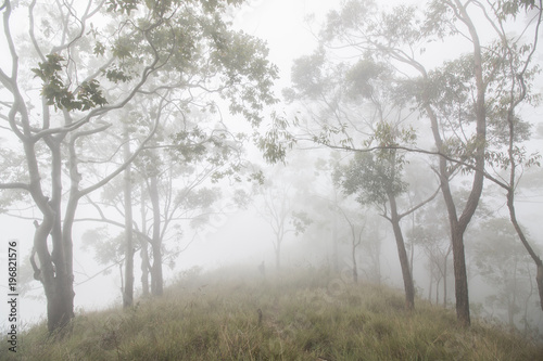 treking on a mountain through forest clif in a Misty morning