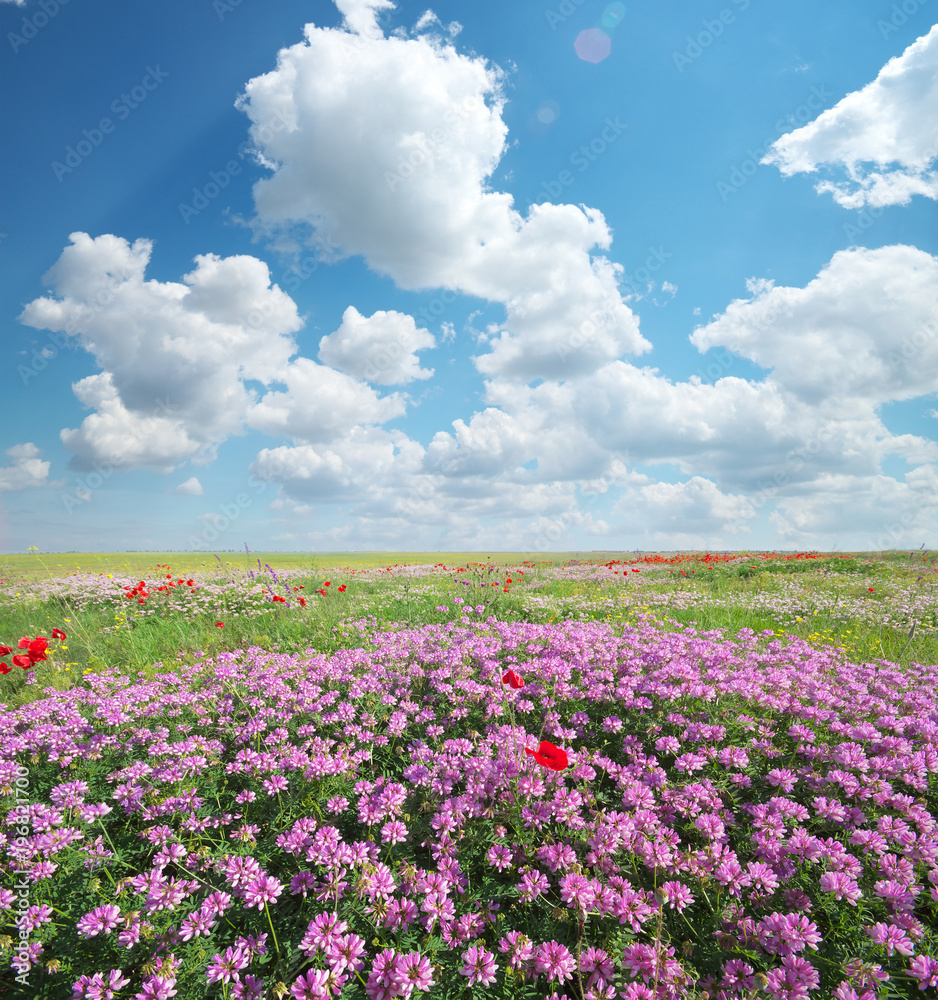 Spring flowers  in meadow.