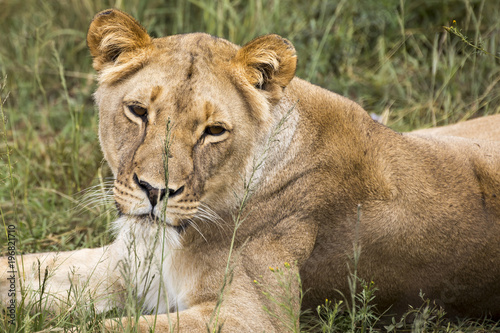 Fototapeta Naklejka Na Ścianę i Meble -  Lions of the grasslands of Africa.