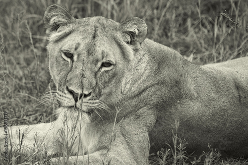 Fototapeta Naklejka Na Ścianę i Meble -  Lions of the grasslands of Africa.