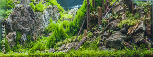 Canvastavla aquarium tank with a variety of aquatic plants.