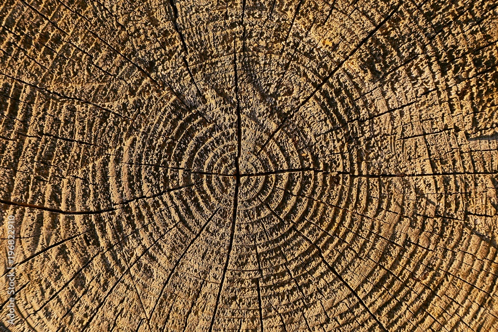 Fototapeta premium Tree trunk texture
