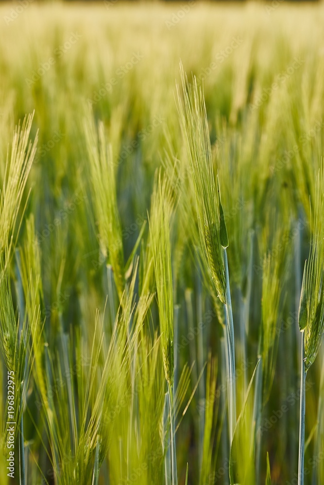 Wheat field closeup