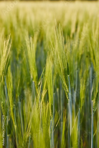 Wheat field closeup