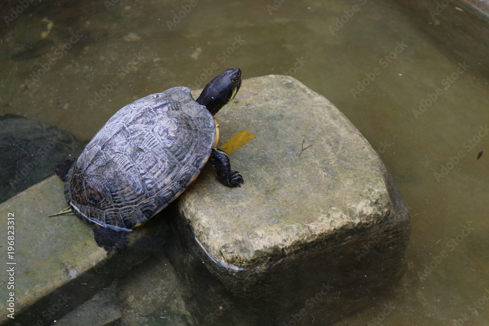 Obraz premium Turtle on the rock