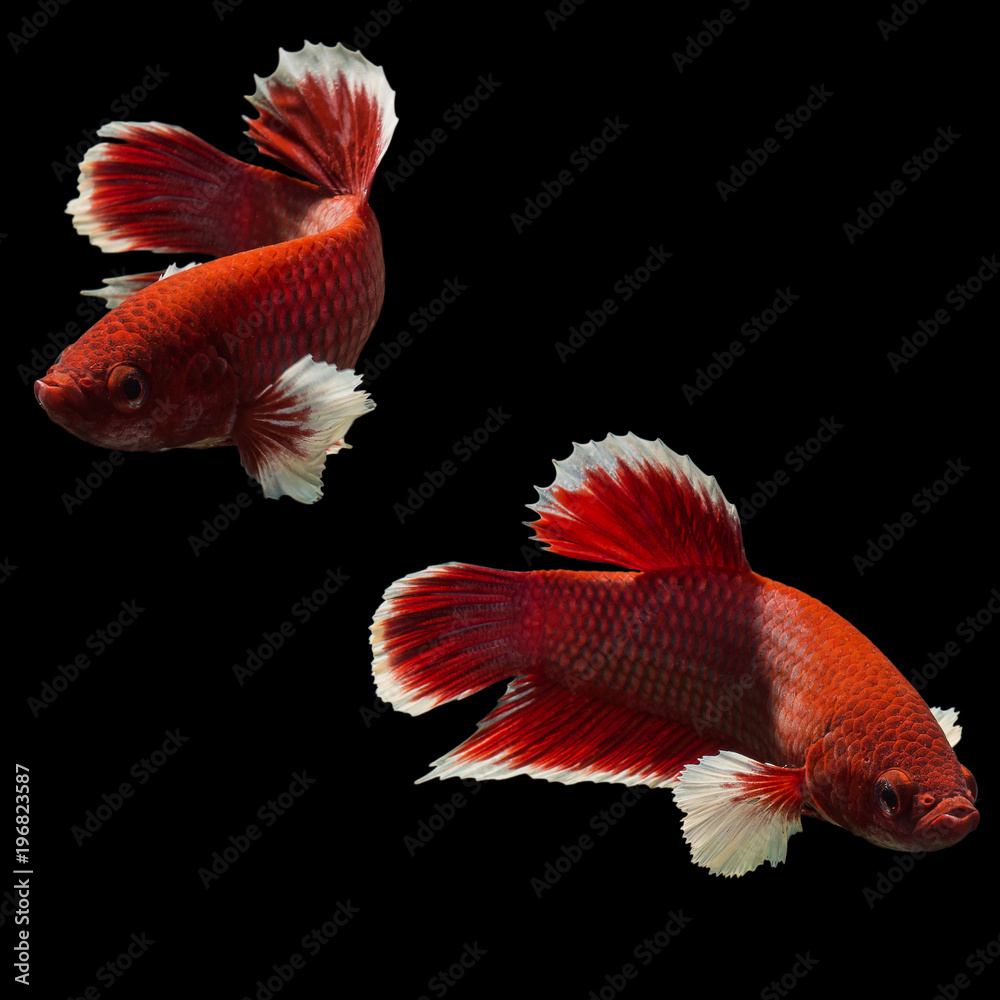 Siamese fighting fish Siamese fighting fish